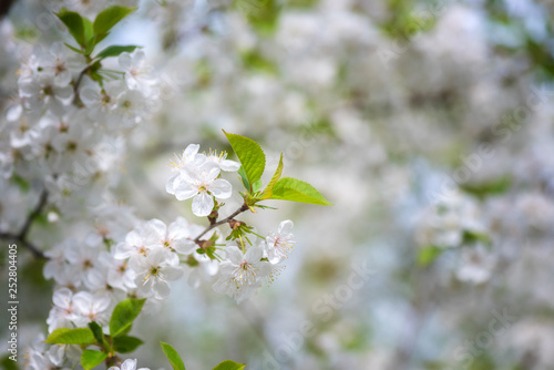 Blossoming white flower background, natural wallpaper. Flowering cherry branch in spring, macro image with copyspace and beautiful bokeh