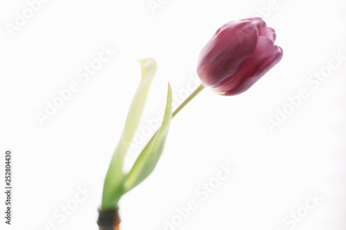 A beautiful tulip. Fresh spring flower  on white background isolated. Spring concept © paralisart