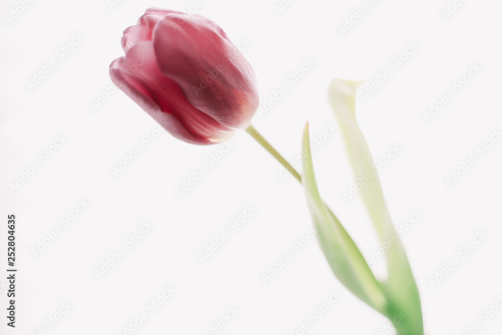 A beautiful tulip. Fresh spring flower on white background isolated. Spring concept A beautiful tulip. Fresh spring flower on white background isolated. Spring concept