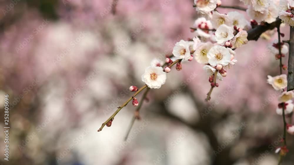 Flowers in spring series: white plum blossoming in breeze, zoom in video, close up view, 4K movie, slow motion. Flowers in spring series: white plum blossoming in breeze, zoom in video, close up view, 4K movie, slow motion.