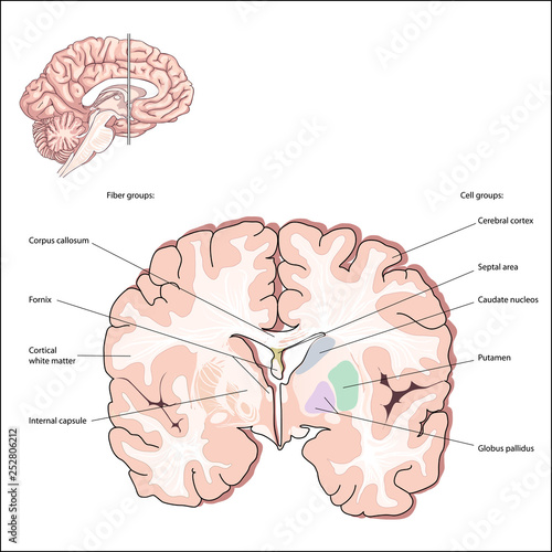 Selected Cell and Fiber Groups. structures of the forebrain. Collectively, these structures are called the basal ganglia and are an important part of the brain systems that control movement photo