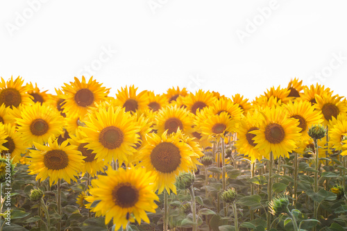 Fototapeta Naklejka Na Ścianę i Meble -  Field of sunflowers. Composition of nature.