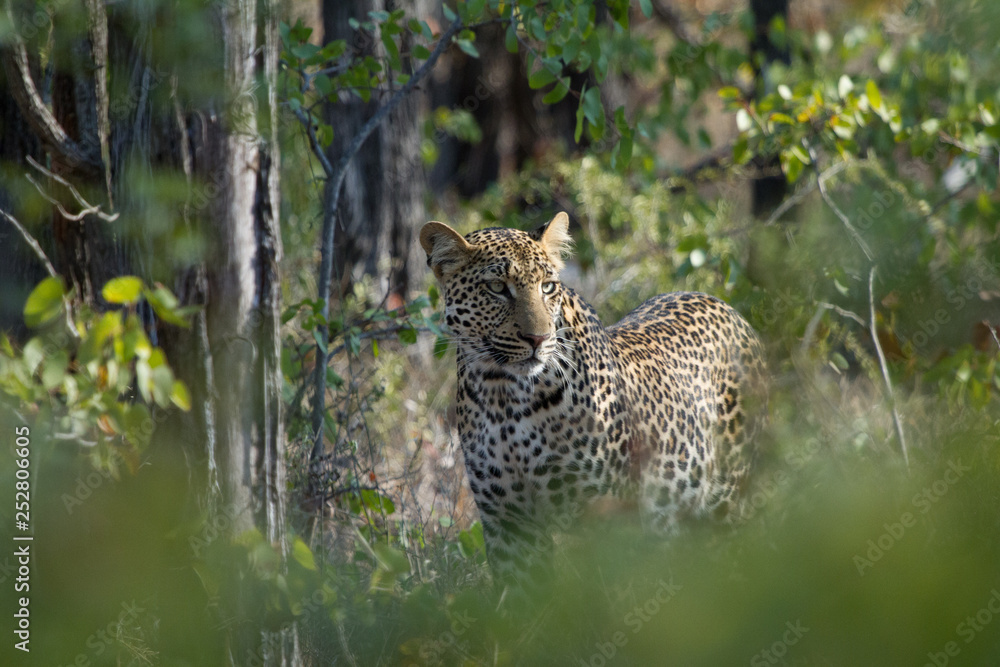 Leopard in the Mopane