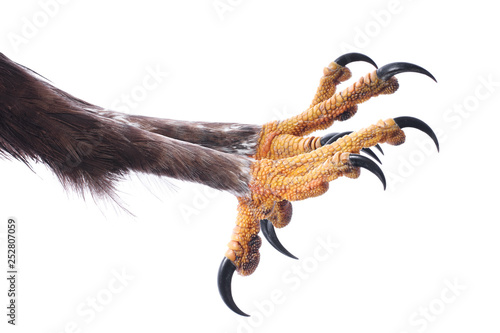 Attacking Talons  of an Eagle isolated on white.  photo