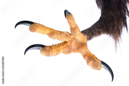 Attacking Talon of an Eagle isolated on white. 