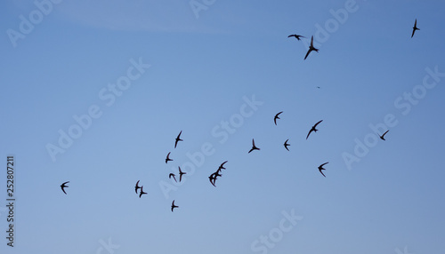 Summer Blue Sky with flock of Common Swifts flying.