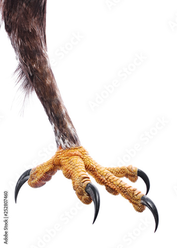 Talon of an Eagle isolated on white. 