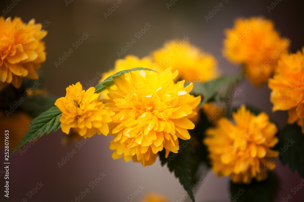 Blossoming yellow flower background, natural wallpaper. Flowering decorative japanese kerria terry branch in spring, macro image with copyspace Blossoming yellow flower background, natural wallpaper. Flowering decorative japanese kerria terry branch in spring, macro image with copyspace