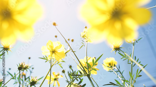 Cosmos flowers blooming © fgnopporn