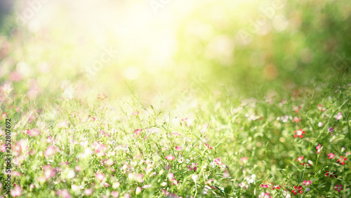 Shiny flower background. Blooming on meadow, summer background © fgnopporn