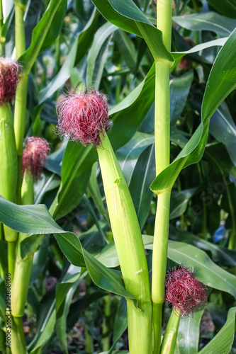 corn grows in a field