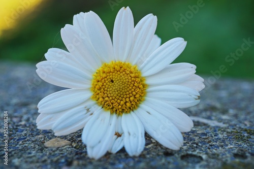 daisy flower plant 