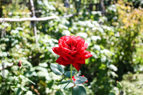 The open, bright bud of a red rose grows in the garden