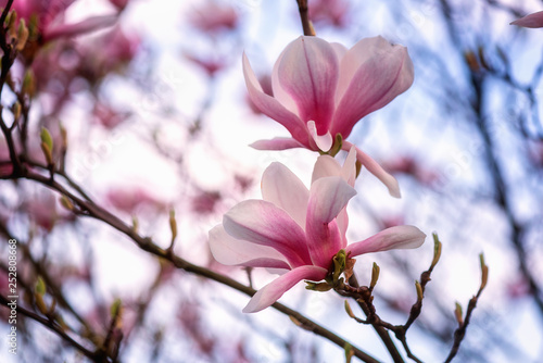 Blossoming pink magnolia flowers against a blue sky background in spring garden  natural wallpaper  macro image with copyspace