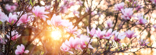 Blossoming of magnolia pink flowers in spring time, natural seasonal floral background with copyspace