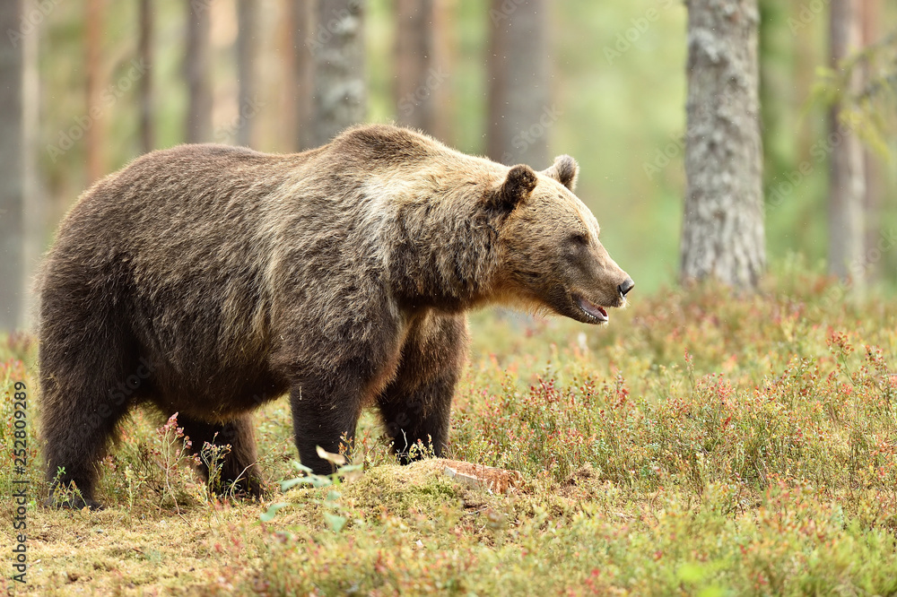 Big male brown bear in the summer forest, natural habitat