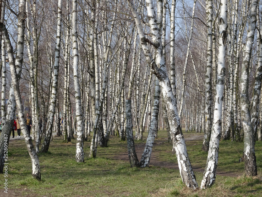 Obraz premium forest of briches