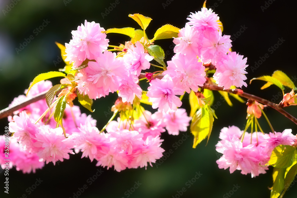 Blossoming of sakura (japanese cherry) pink flowers in spring time, natural seasonal floral background with copyspace