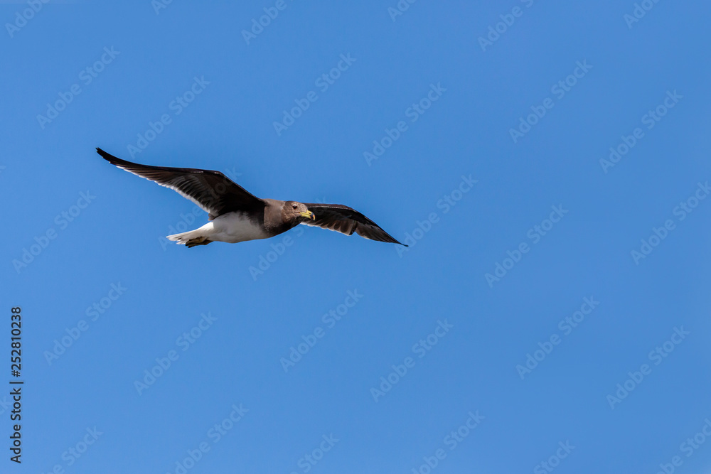 Single Sooty gull flying in a blue sky in Saudi Arabia Jeddah. Single Sooty gull flying in a blue sky in Saudi Arabia Jeddah.
