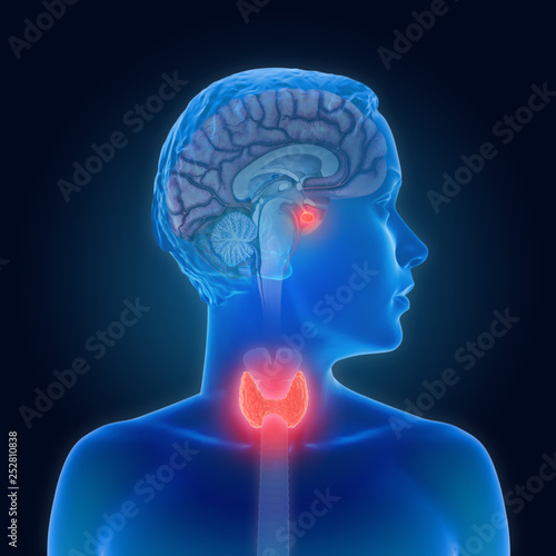 3d illustration of the thyroid gland and pituitary gland part of the endocrine system photo
