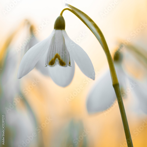 Verzaubert im Frühling - Schneeglöckchen (Galanthus) photo