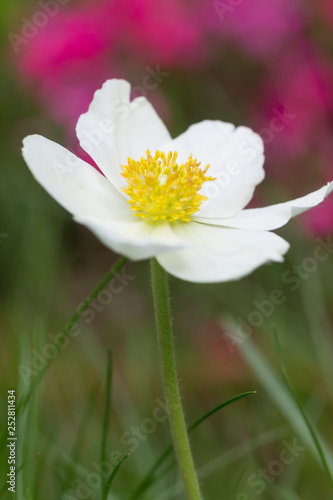 Wei  e Blumen - Zartes helles Makro von Anemonen   Herbstanemone   Honorine Jobert   