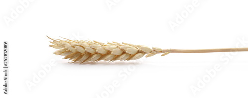Dry wheat ear, grain isolated on white background © dule964