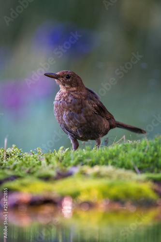 Common Blackbird is sitting at the waterhole in the forest Reflecting on the surface Preparing for the bath Colorful backgound with some flower