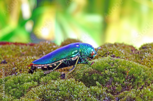 Beetle : Jewel beetles or metallic wood-boring beetles, One of the World's most beautiful insects with their iridescent colors and brilliant metallic colors from the forest of Thailand. photo