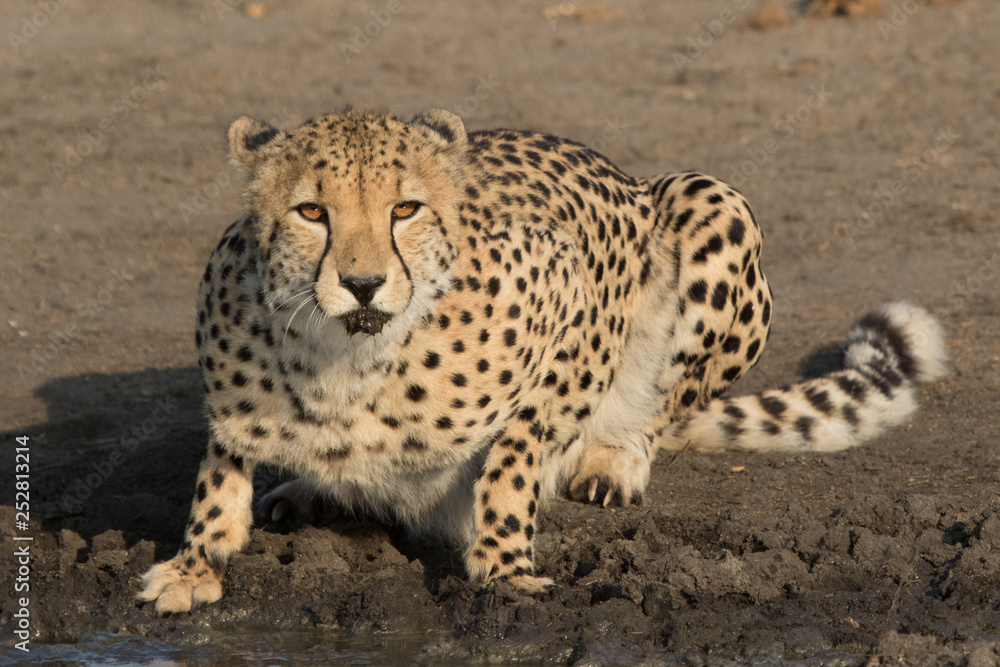 Drinking Cheetah Drinking Cheetah
