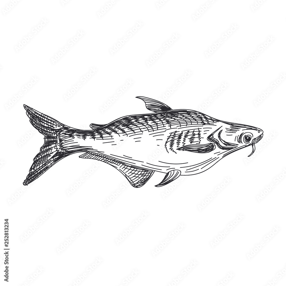 Obraz premium vector hand drawn lavender fish Illustration.