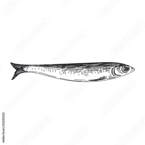 vector hand drawn lavender fish Illustration.