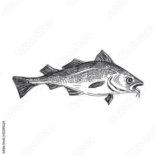 vector hand drawn lavender fish Illustration.