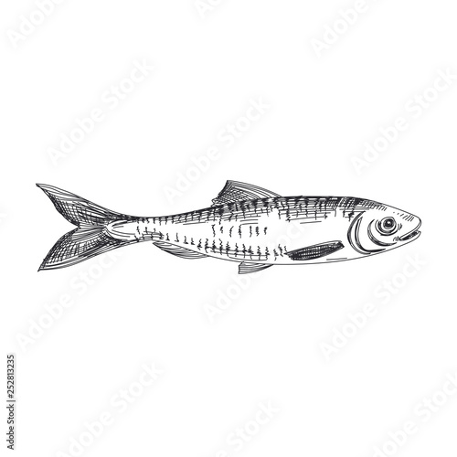 vector hand drawn lavender fish Illustration.