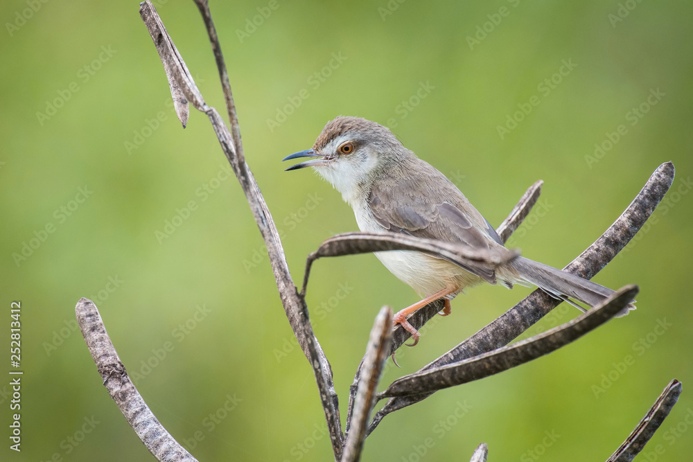 Obraz premium The Plain Prinia or The Plain or White-browed Wren-warbler or Prinia inornata is perched on the branch nice natural environment of wildlife in Srí Lanka or Ceylon..