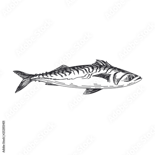 vector hand drawn lavender fish Illustration.
