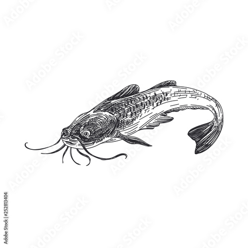 vector hand drawn lavender fish Illustration.