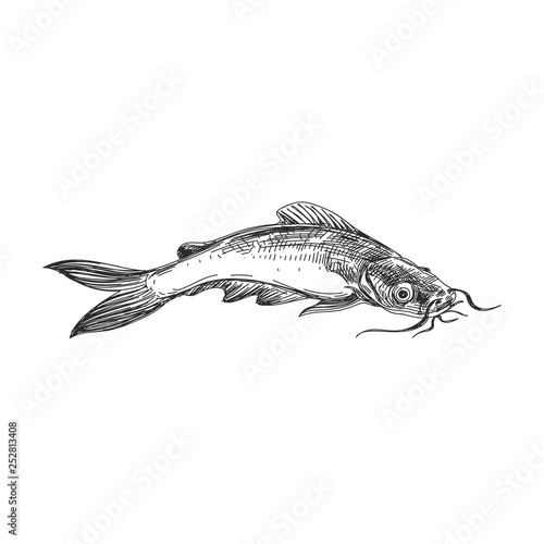 vector hand drawn lavender fish Illustration.