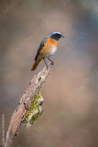 The Common Redstart or Phoenicurus phoenicurus is sitting on the branch in the forest, colorful backgound with some flower © Petr Šimon