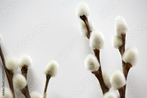 flora, plants and easter concept - close up of pussy willow branches on white background