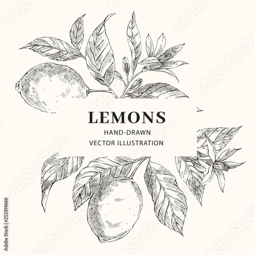 Lemon hand drawn vector frame layout