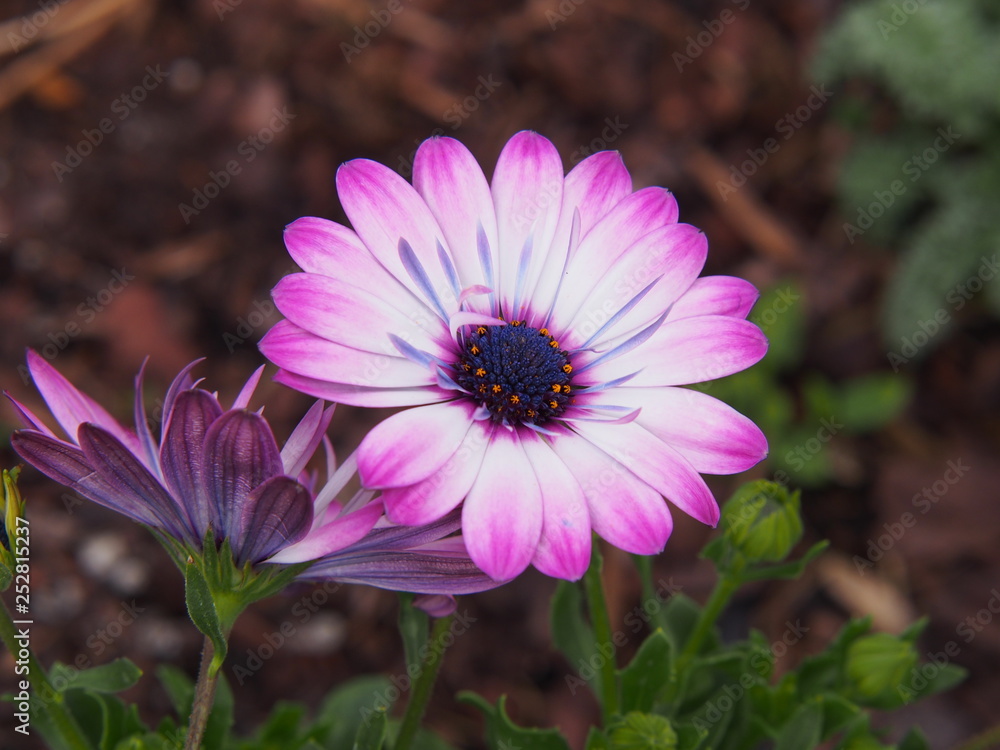 Osteospermum - African daisy flower closeup, Poland Osteospermum - African daisy flower closeup, Poland
