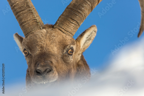 Fotografie, Tablou Magnifico ritratto di uno stambecco (Capra ibex)