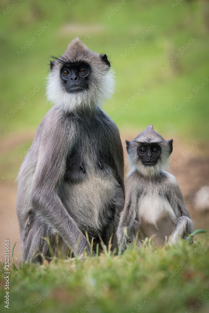 The Tufted Gray Langur or Semnopithecus priam is sitting in the grass in the Jetavanaramaya temple park in Srí Lanka or Ceylon