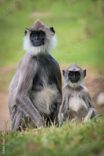 The Tufted Gray Langur or Semnopithecus priam is sitting in the grass in the Jetavanaramaya temple park in Srí Lanka or Ceylon