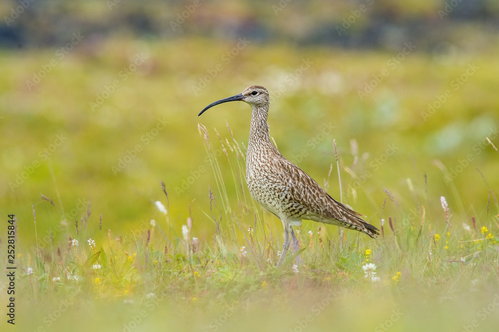 The Whimbrel or Numenius phaeopus is standing in the typical environment in the Iceland The Whimbrel or Numenius phaeopus is standing in the typical environment in the Iceland