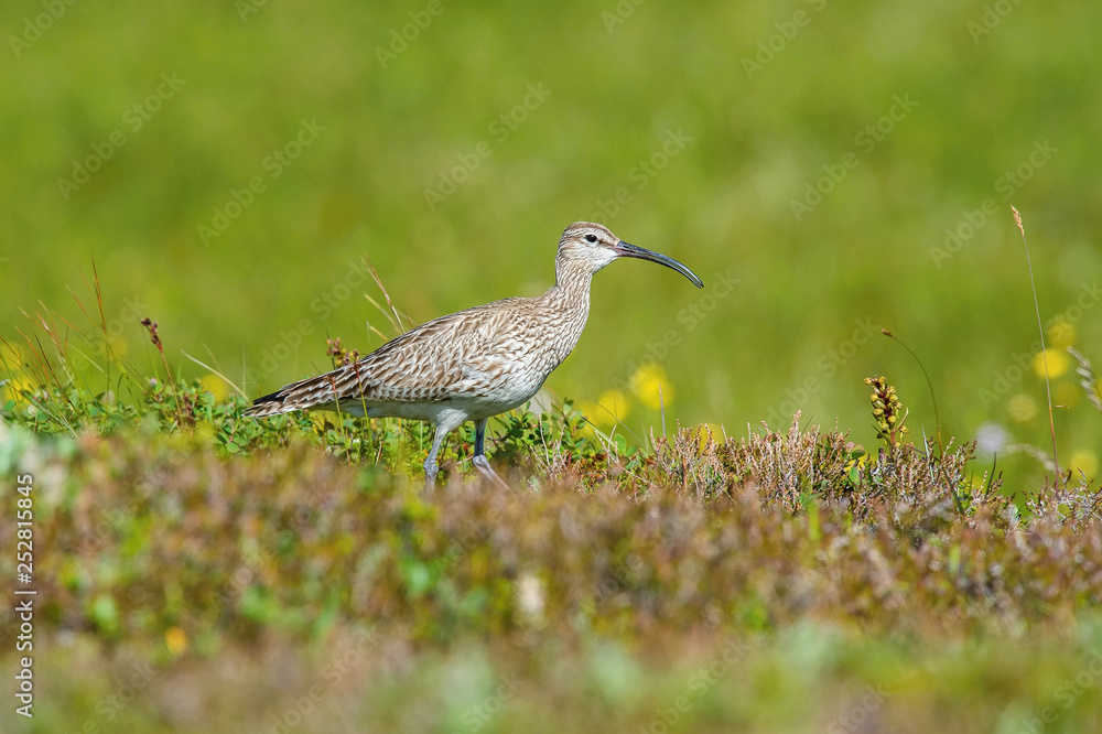 The Whimbrel or Numenius phaeopus is standing in the typical environment in the Iceland The Whimbrel or Numenius phaeopus is standing in the typical environment in the Iceland