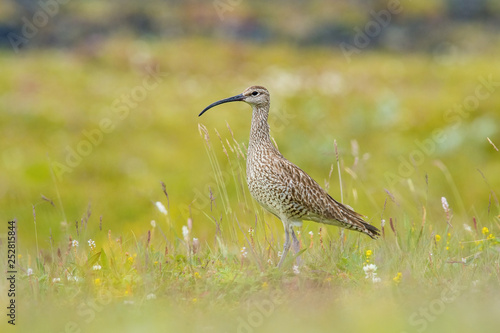 The Whimbrel or Numenius phaeopus is standing in the typical environment in the Iceland