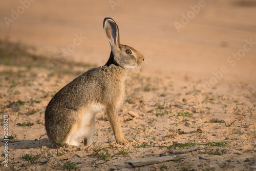 The Indian Hare or Lepus nigricollis is sitting on the ground in wild of Sri Lanka