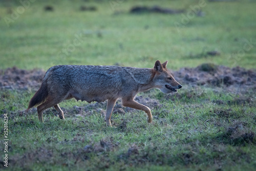 The Golden Jackal or Canis aureus is walking back to feed its whelps in Sri Lanka